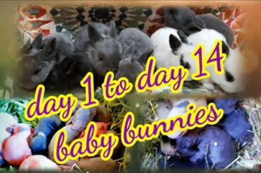 From day 1 to day 14 baby bunnies🥰
