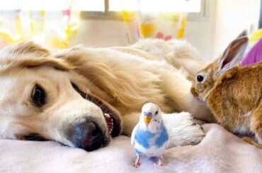 Can a Dog be friend of a Bird and a Rabbit? [Cutest Pets Ever]