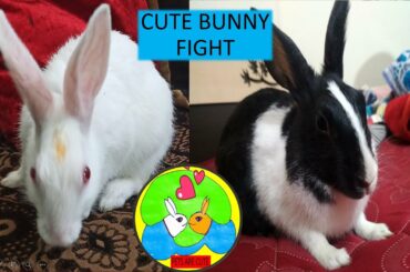 DHUMPU AND KALU I My Bunnies Dhumpu and Kalu l Cute Bunnies l Bunnies Cute Fight l