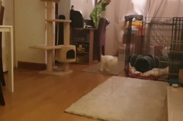 Very excited rabbit! Happy Bunny Binkies.