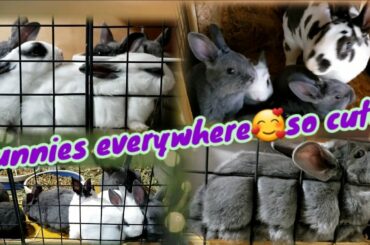 Bunnies everywhere ||cute and funny rabbits||