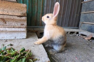 MY RABBIT I LOVE | BUNNY LOVELY