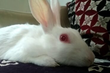 Ohhh My Chikoooo-FUNNY VIDEO -MY CHIKOO - Rabbit