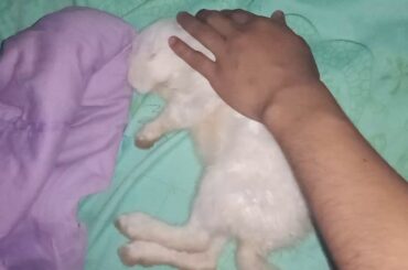 Ang cute ng rabbit pag natutulog..😊