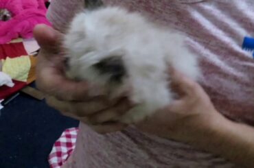 My 2 months old kittens and cute rabbits