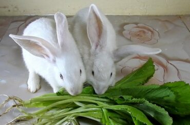 Cutest Rabbits PoyPoy & PomPom eat vegetable