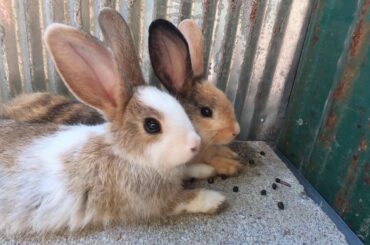 cute rabbit & babe bunny at my m
