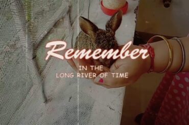 Cute rabbit 😍😍