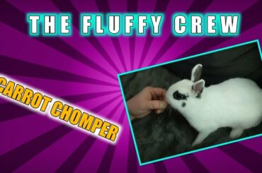 Rabbit Eating Carrots | Daisy Rabbit | The Fluffy Crew