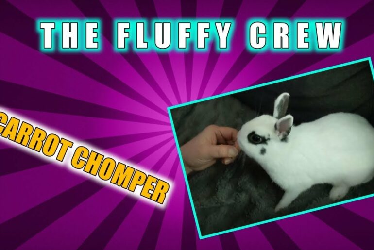Rabbit Eating Carrots | Daisy Rabbit | The Fluffy Crew