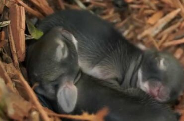 Two adorable newborn baby bunnies hugging in their nest