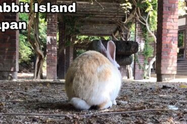 【Cutest】Observe the rabbit tail