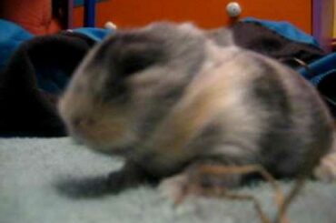 Baby bunnies! (about 11 days old)