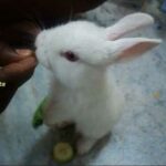 Cute Baby Rabbit Playing Punny comedy Game Inside the House With Kids