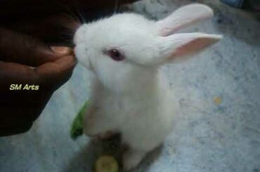 Cute Baby Rabbit Playing Punny comedy Game Inside the House With Kids