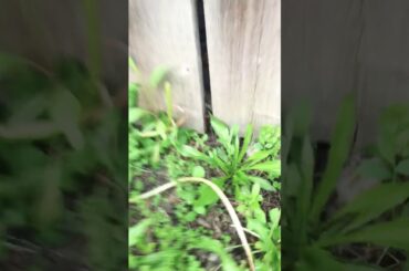 I found more bunnies so cute