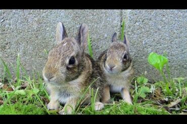 PRECIOUS WILD BABY BUNNIES | Feeding a Baby Cottontail