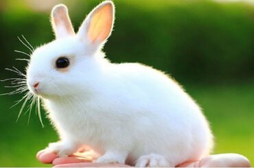 Beautiful Baby Bunny Rabbits (Banned Version) 2016