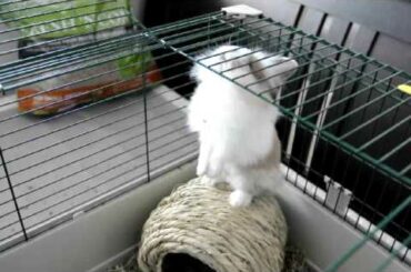 Bouncing Baby Bunnies