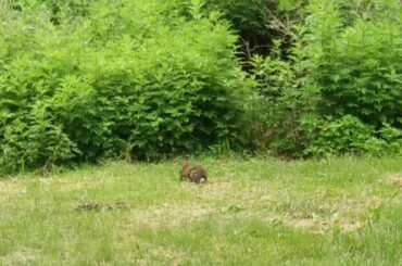 Cute Baby Rabbit Running Around in Soundview Park In The Bronx, New York