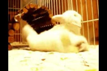 THE FAT CUTE RABBIT IS FALL AND A BABY RABBIT... WHAT???