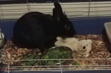 Bunny does next to nothing for 22 minutes (ASMR ?)