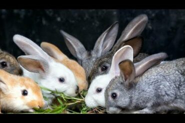 rabbit dikhao, rabbit video dikhao,  Cute Animal Rabbits as Pets Video | Rabbit Farming in India