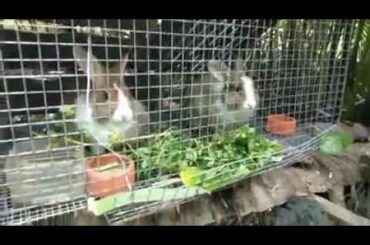 Cute Rabbit Vedio 2020