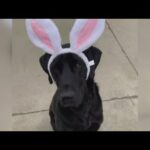 Scottsdale dog competing to become Cadbury 'bunny'