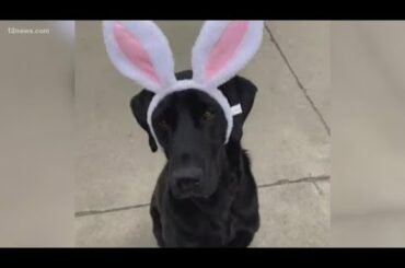 Scottsdale dog competing to become Cadbury 'bunny'