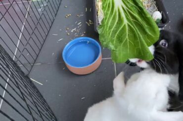 Mini lop rabbits devouring spinach 🐰🐰