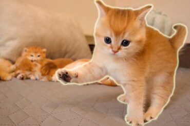 Kitten Arnold interferes with sleeping his brothers and sisters. Soo Funny