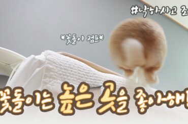토끼 키우기 (*ꆤ.̫ꆤ*) 꽃돌이는 높은 곳을 좋아해! 토끼 낙하사고 조심하세요!