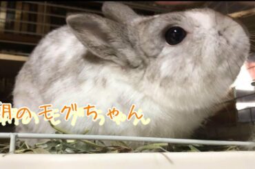 朝のモグちゃん ネザーランドドワーフ ＃42  ＃rabbit ＃bunny＃cute ＃kitten ＃funny