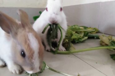 Cute bunnies of Pyare pets 1