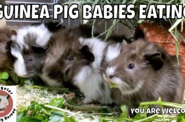 Adorable 2.5 Week Old Baby Guinea Pigs Eating - Relaxing