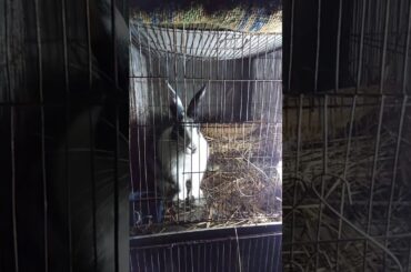 Rabbit Giving Birth At Home - Baby Bunnies So Cute