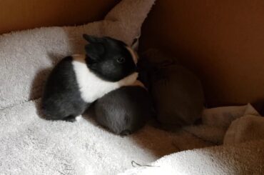 Norco RAbbit Wrangling: unexpected new babies day 14 part 2