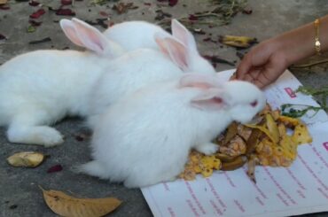 My bunny rabbits eating pineapple || Childrens feed pineapple