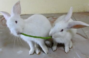 The Cutest Rabbits PoyPoy & PomPom who eat yardlong bean fast