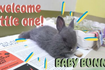 Cute Baby Bunny first time in the house yow! plus clips (Hiccups and Grooming)