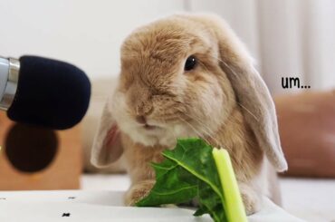 CUTE BUNNY RABBIT ASMR  *Grass Sounds*