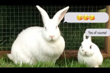 Cute White Rabbit so lovely😍