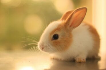 Super cute kawaii animals!!! 😍😍😍(Rabbits🐰, Cats😻, Dogs🐶, and more!!!)