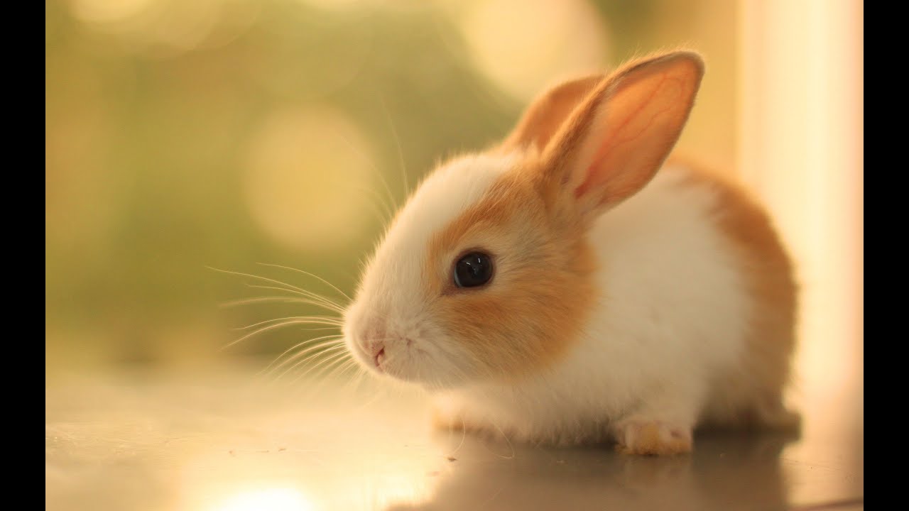 super cute rabbit