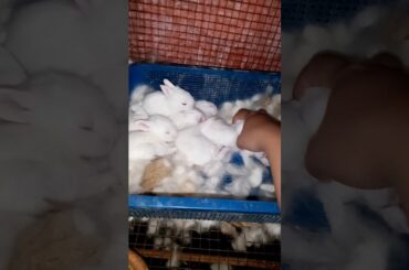 White Rabbit teddylionhead babies