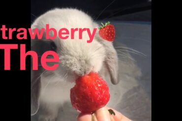 Bunny eating strawberry’s ASMR cute Holland lop