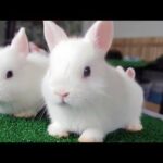Funny Rabbits – Cute Baby Bunnies – Funny Baby Videos – Cute Rabbit Video Surprise