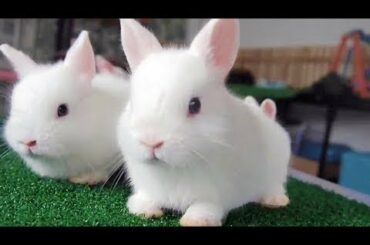Funny Rabbits – Cute Baby Bunnies – Funny Baby Videos – Cute Rabbit Video Surprise