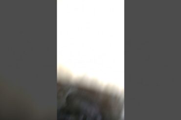 red's(mommy bunny)🐰first kits(baby bunnies)😍😍😍